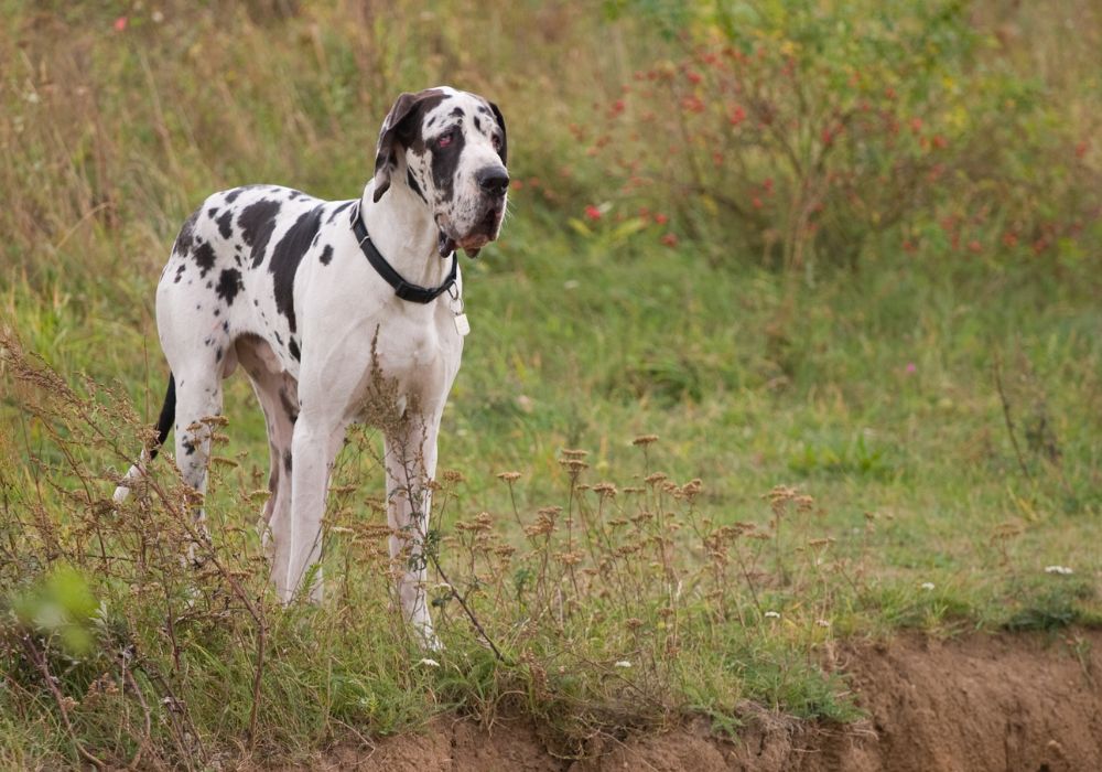 Scooby-Doo's Impact on the Perception of Great Danes