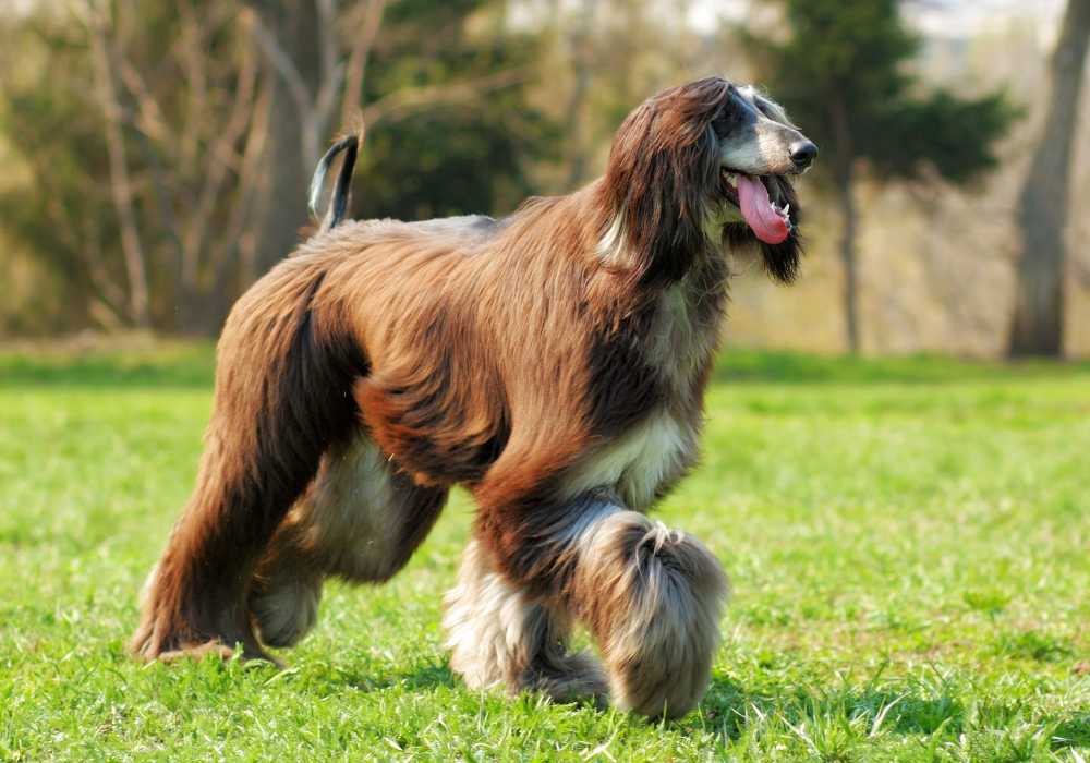 Afghan Hound