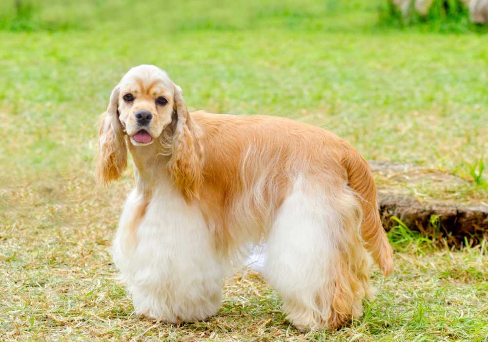 American Cocker Spaniel