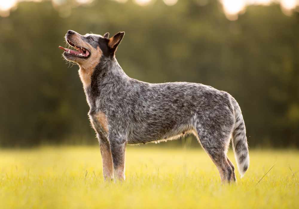 Australian Cattle Dog