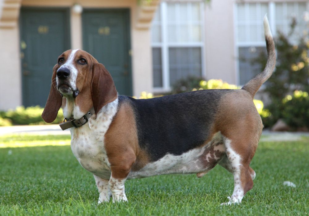 Basset Hound