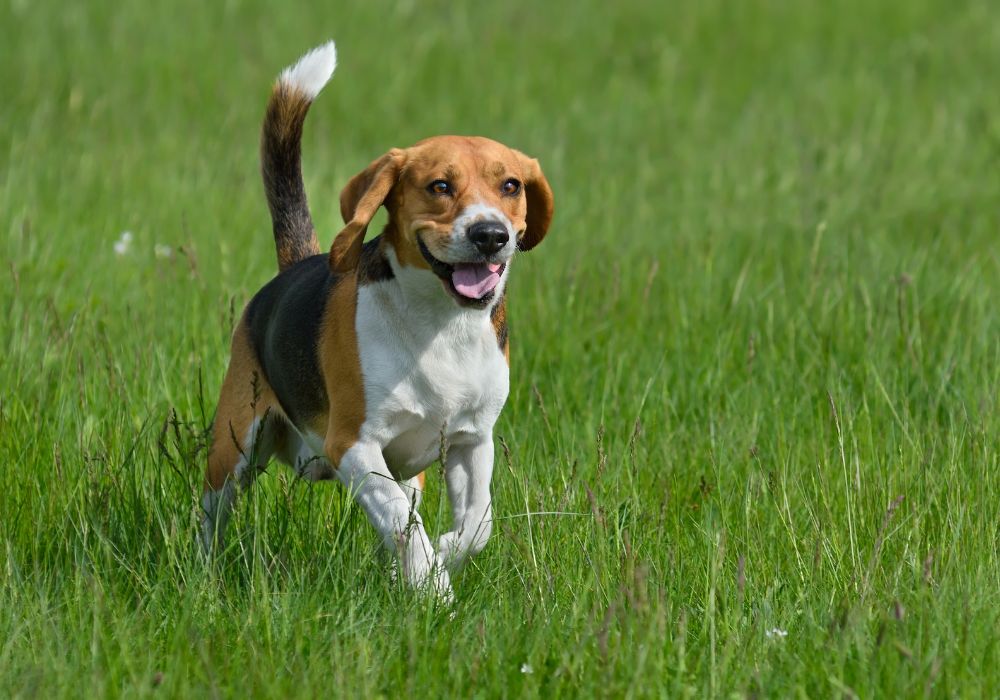 Beagle