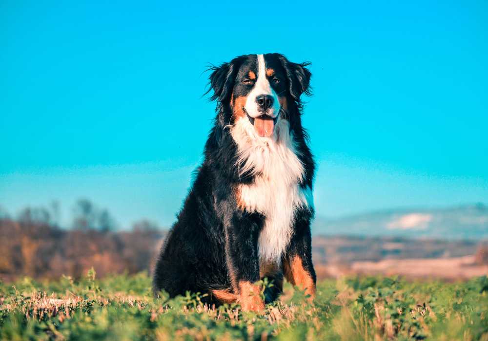 Bernese Mountain Dog