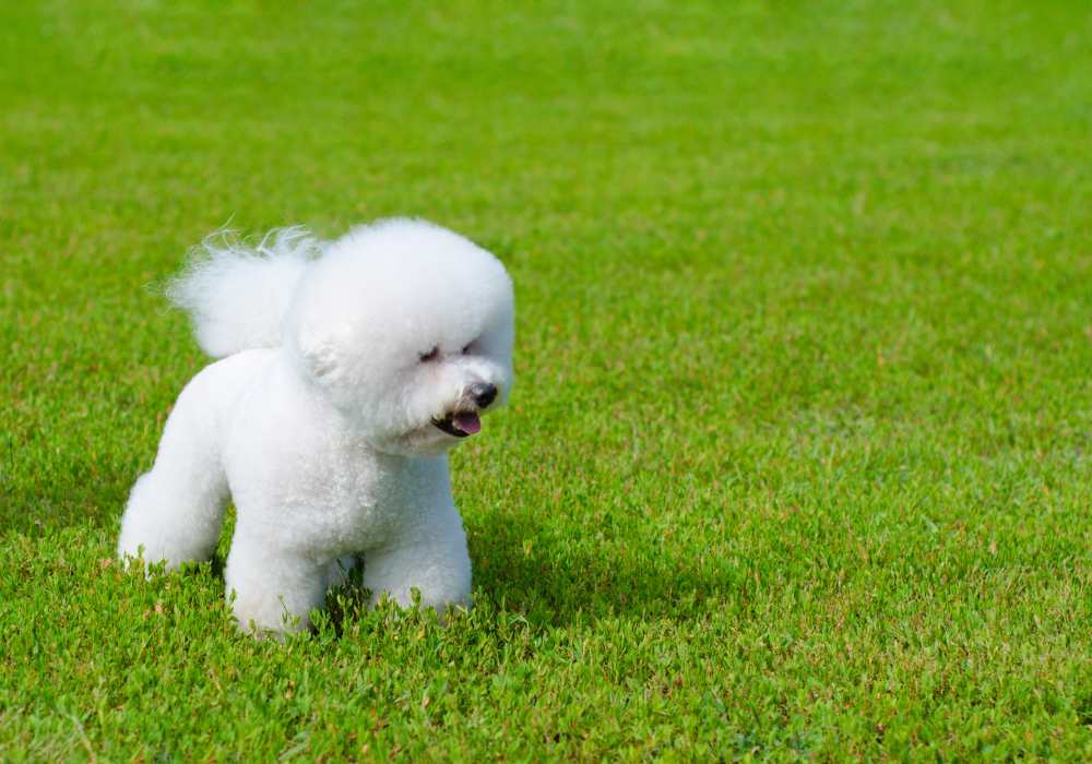 Bichon Frise