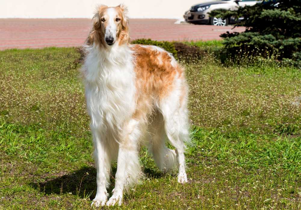 Borzoi