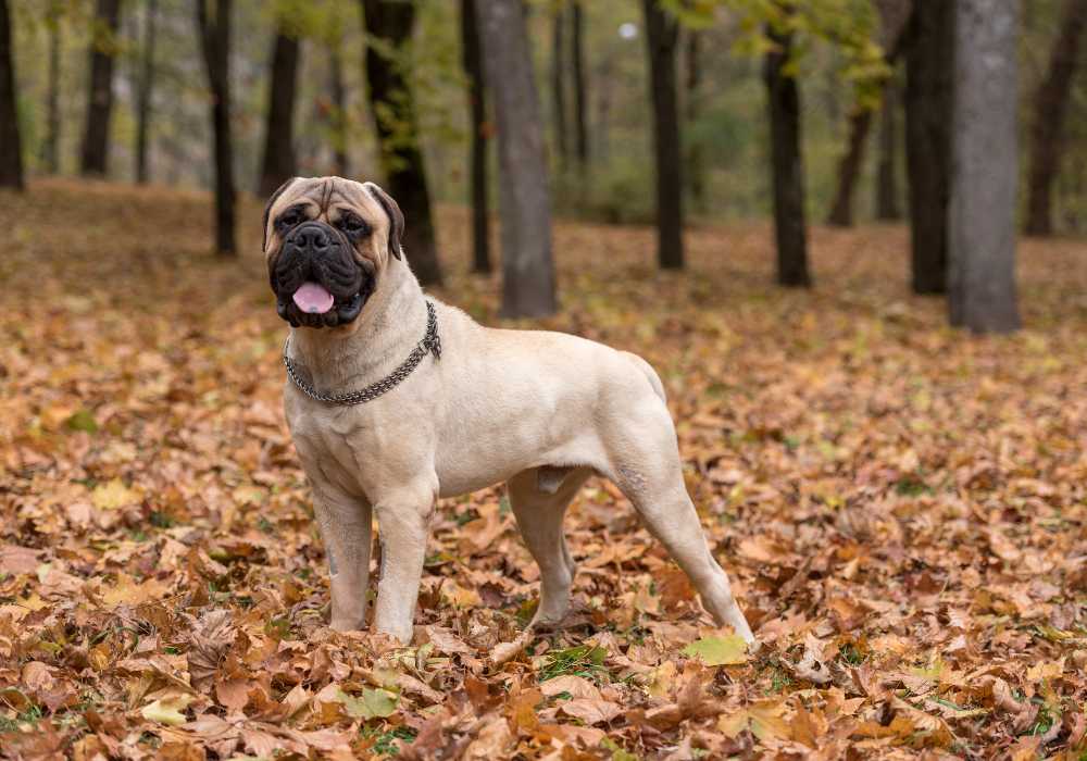 Bullmastiff