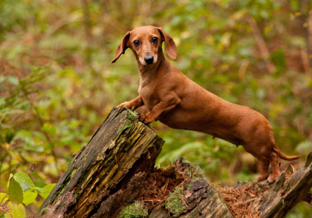 Dachshund