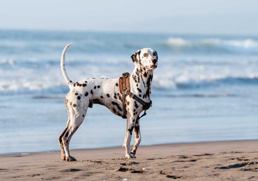 Dalmatian