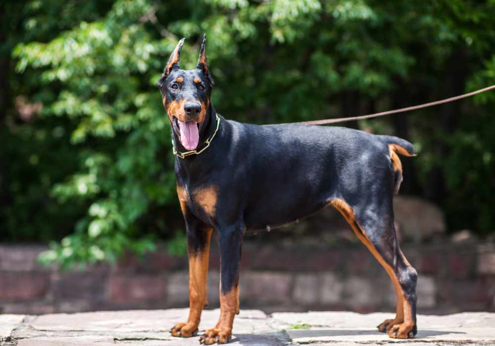 Doberman Pinscher