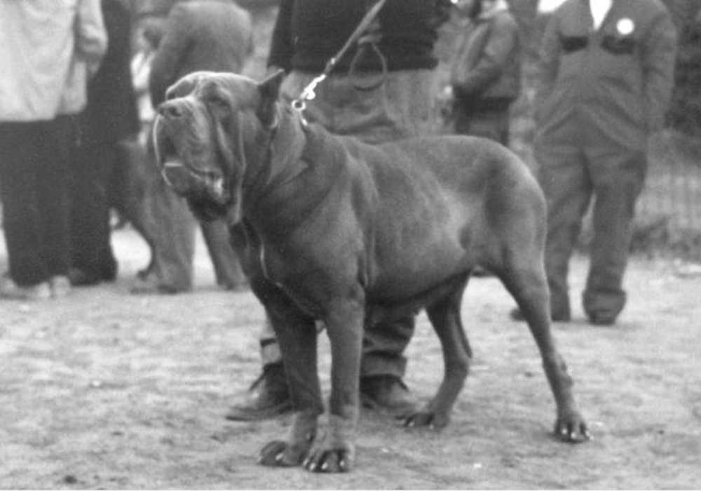 Origin and Historical Relevance of Mastiffs