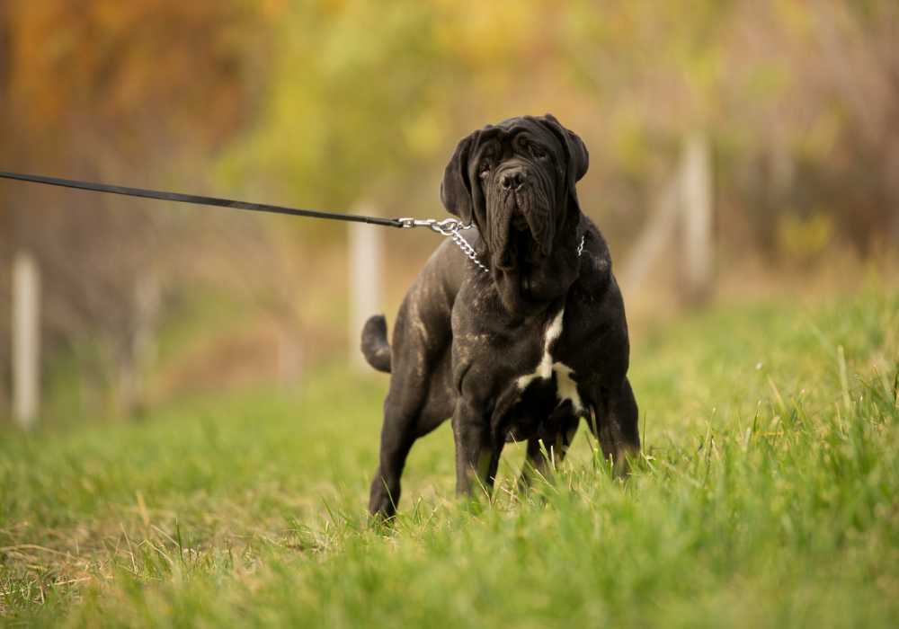 What is a Mastiff Dog Breed?