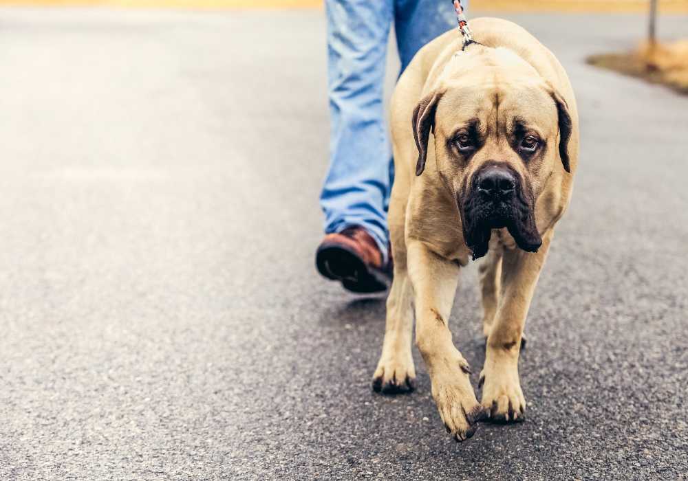 English Mastiff