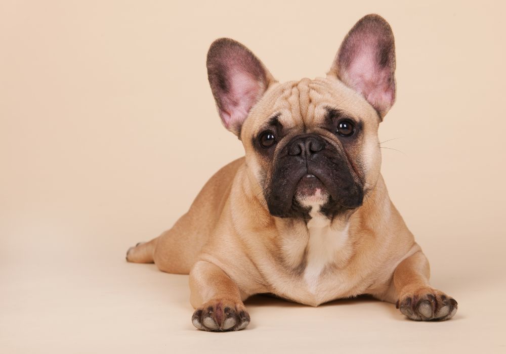 French Bulldog