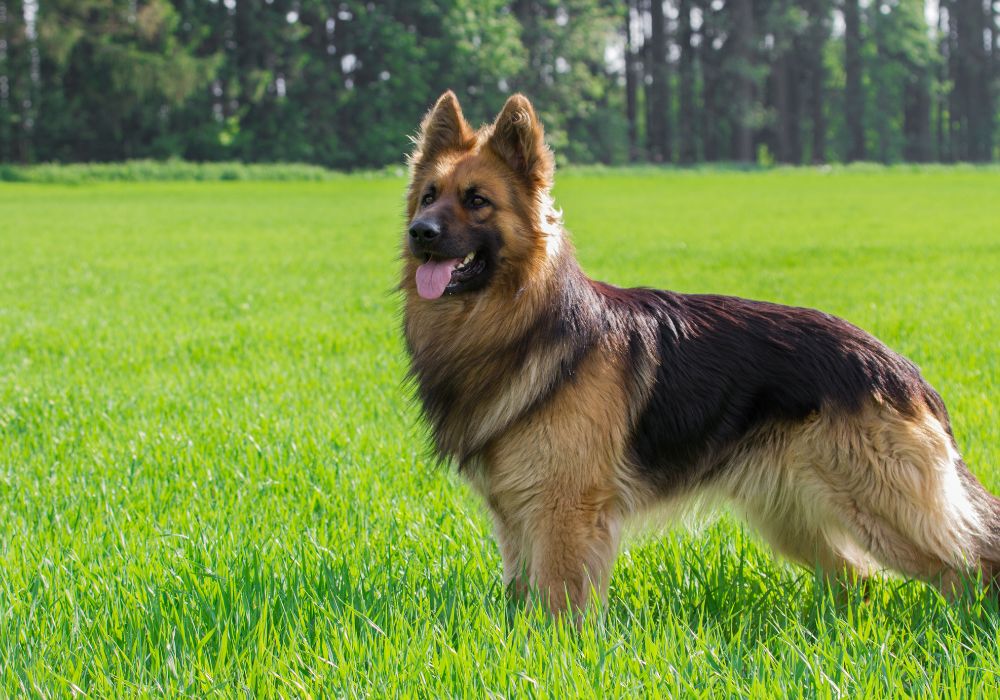 German Shepherds