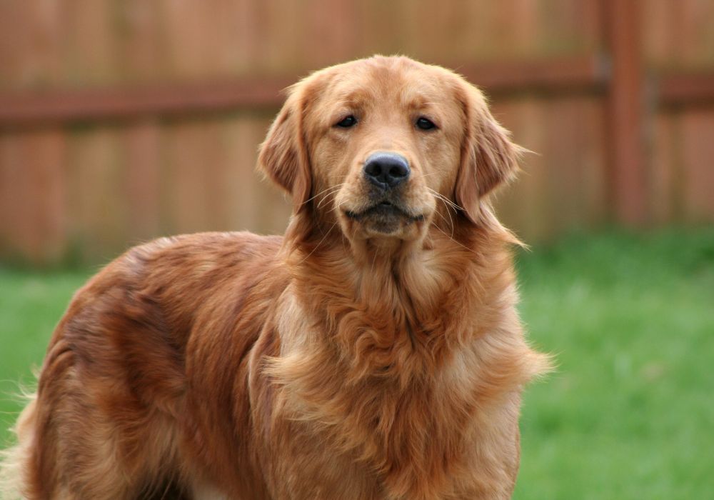 Golden Retriever