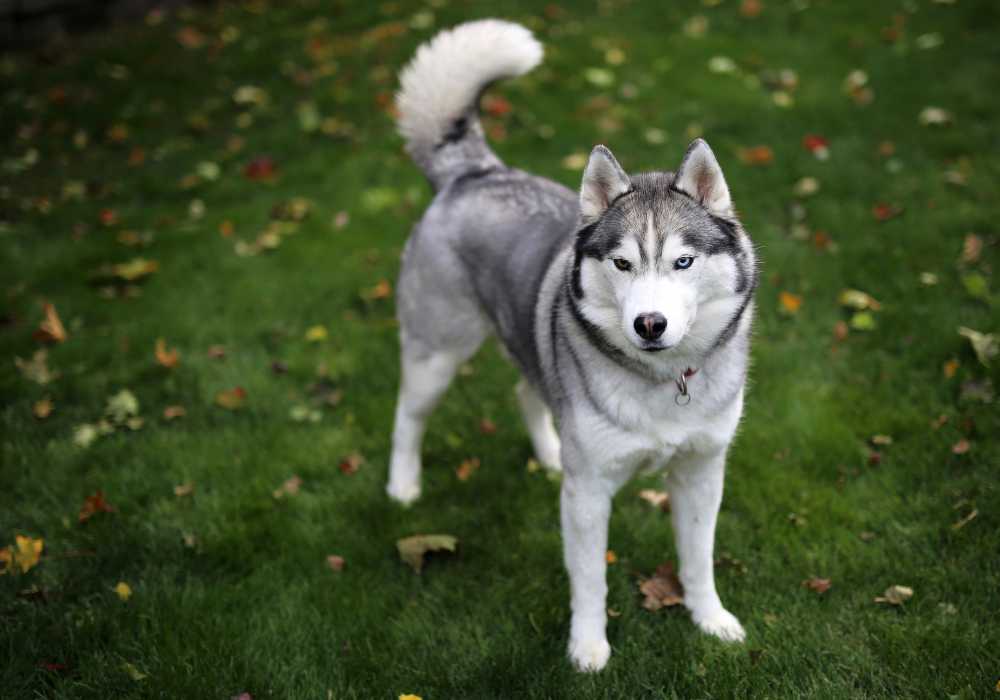 Historical Evidence of Dog-Wolf Breeding