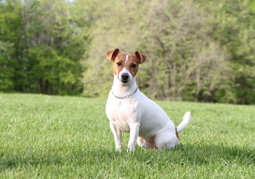 Jack Russell Terrier