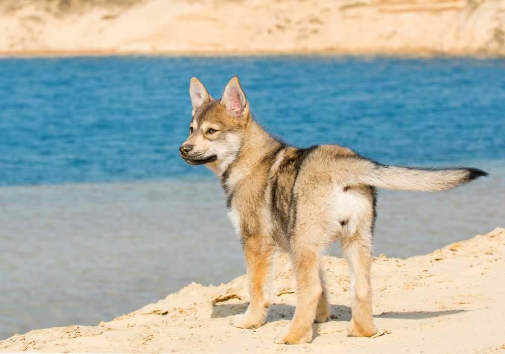 Legal and Ethical Aspects of Dog-Wolf Breeding