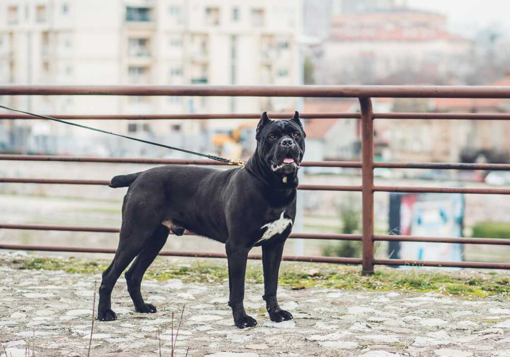 Neapolitan Mastiff