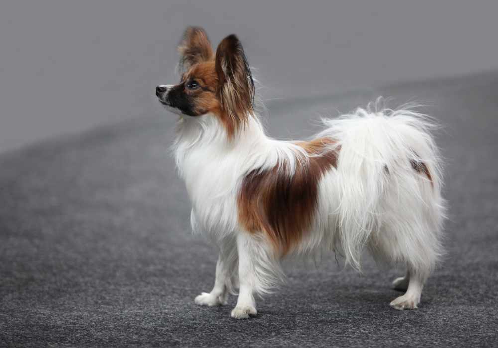 Papillon