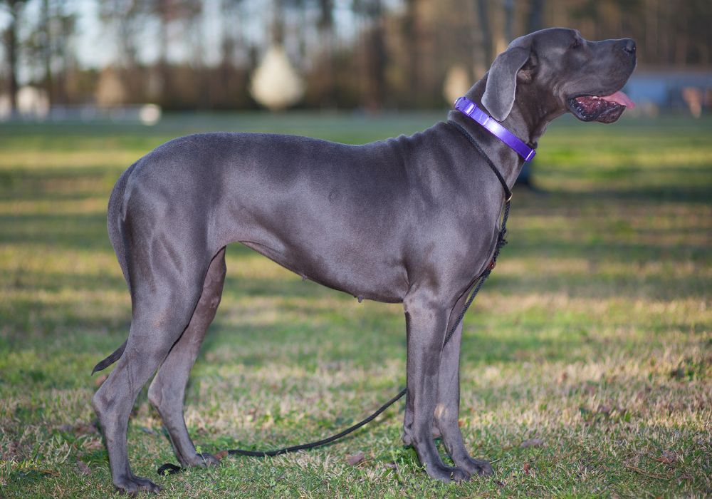 Physical Characteristics of a Great Dane