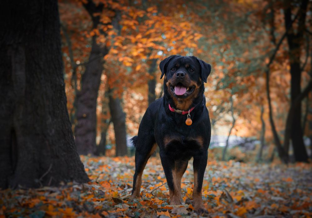 Rottweiler