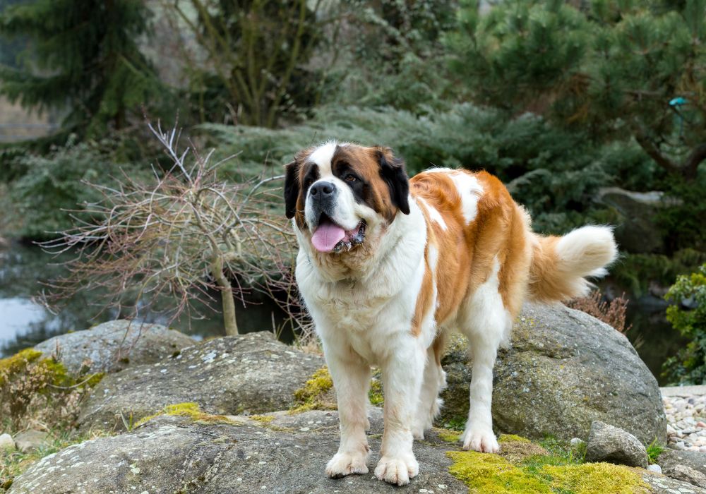 Saint Bernard