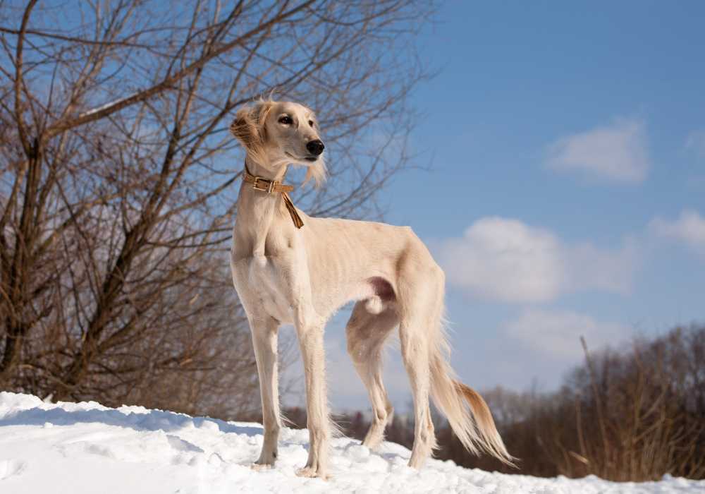 Saluki