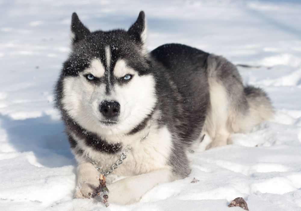 Siberian Husky