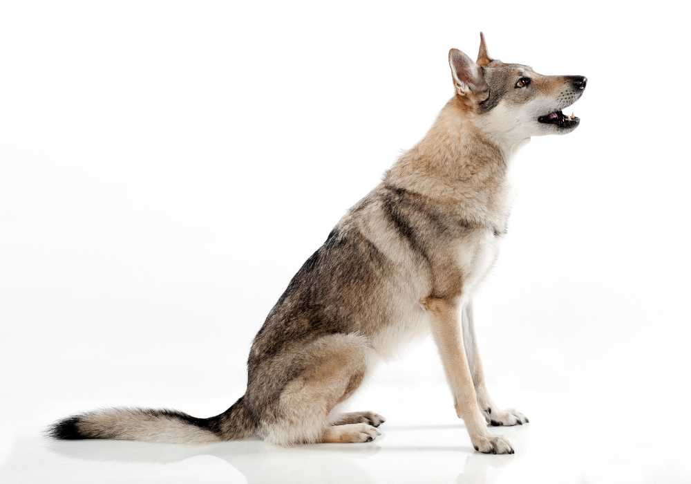 The Process of Mating Between Dogs and Wolves