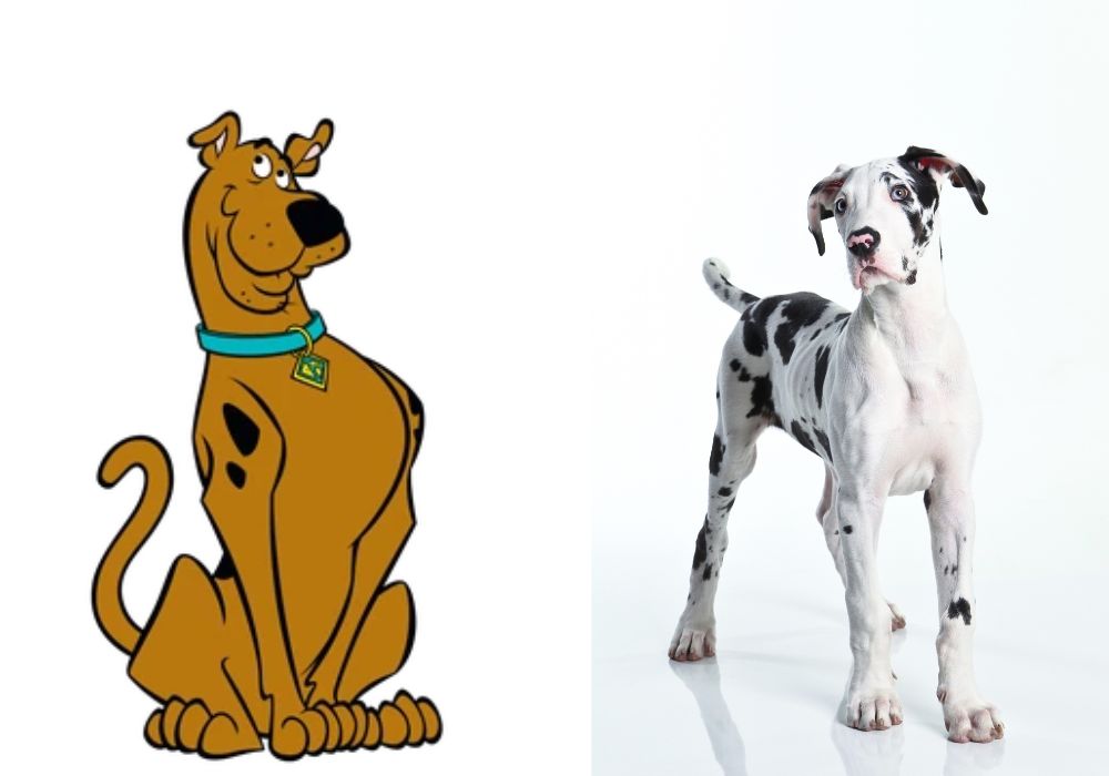 What Breed Is Scooby-Doo? 