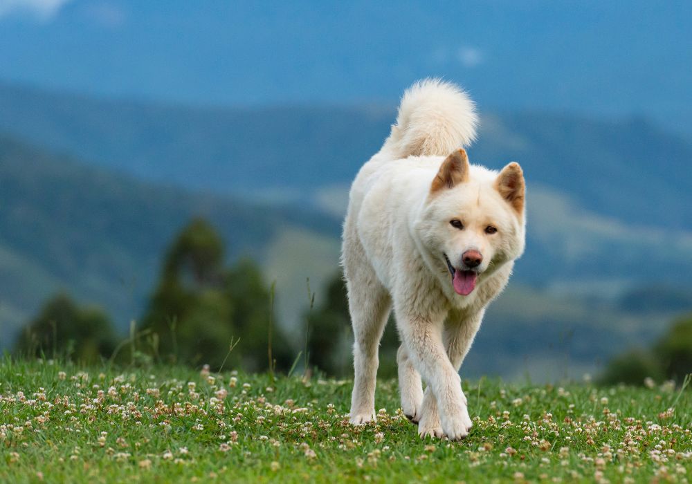 Akita