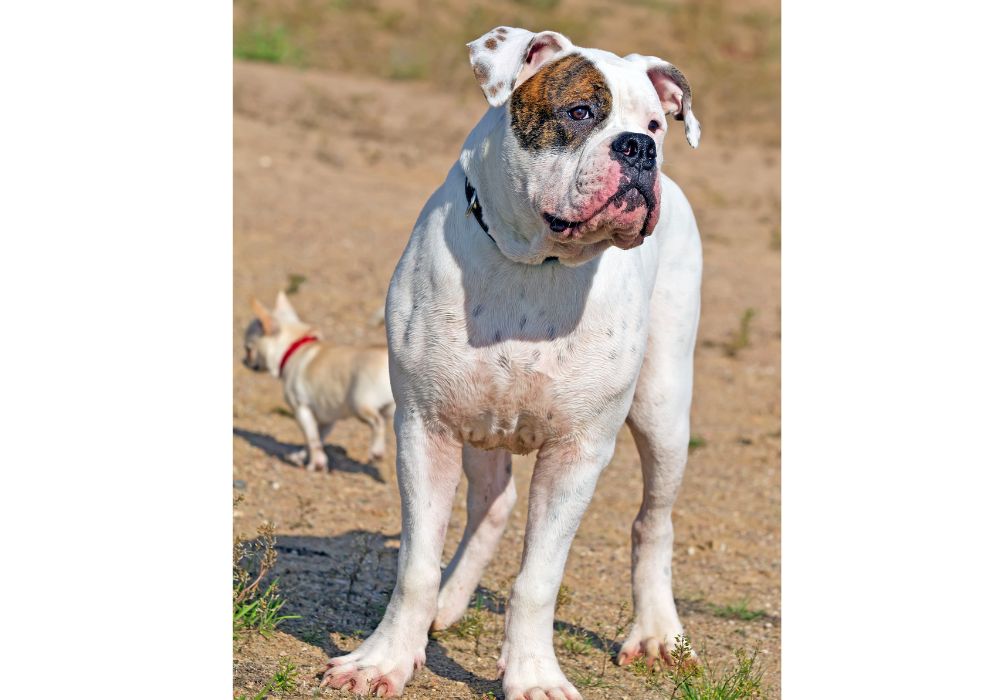 American Bulldog