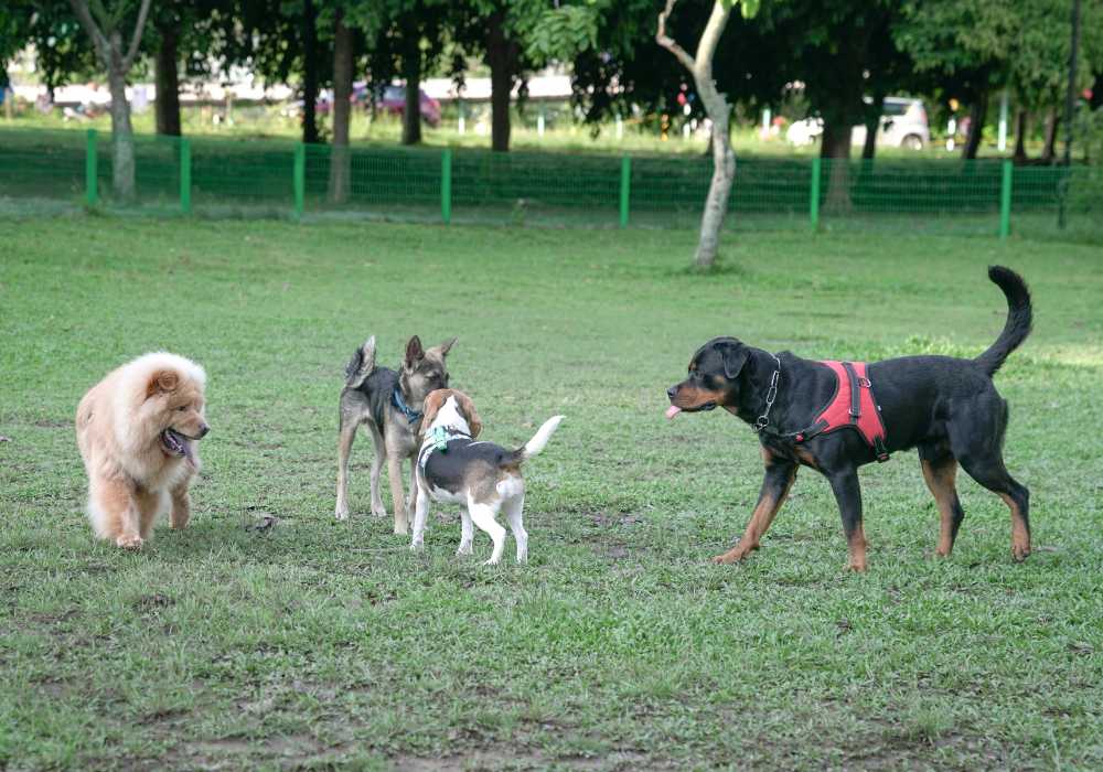 How Did Dog Breeds Evolve?