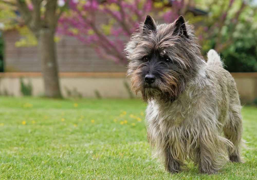 Cairn Terrier