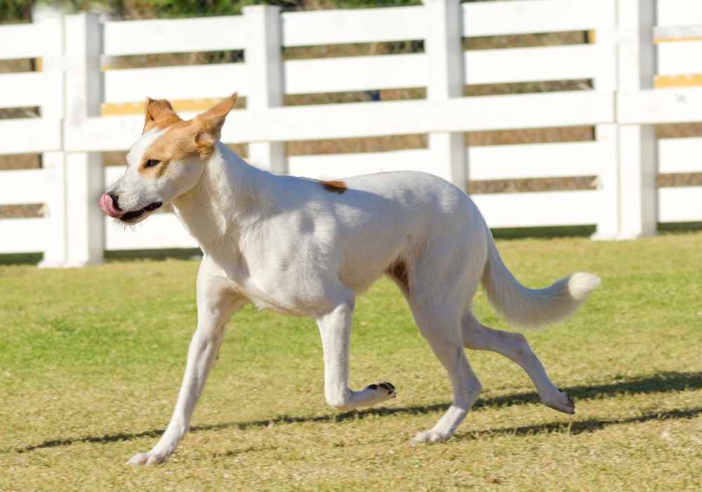 Canaan Dog