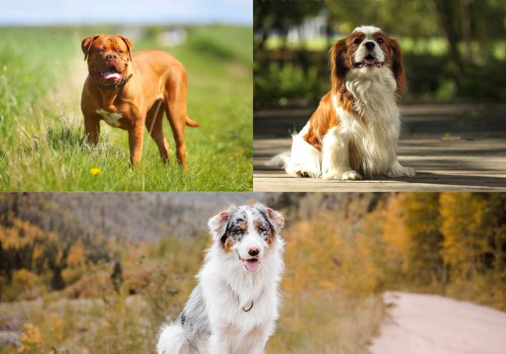 Cancer's Compatibility with Gentle and Protective Dogs