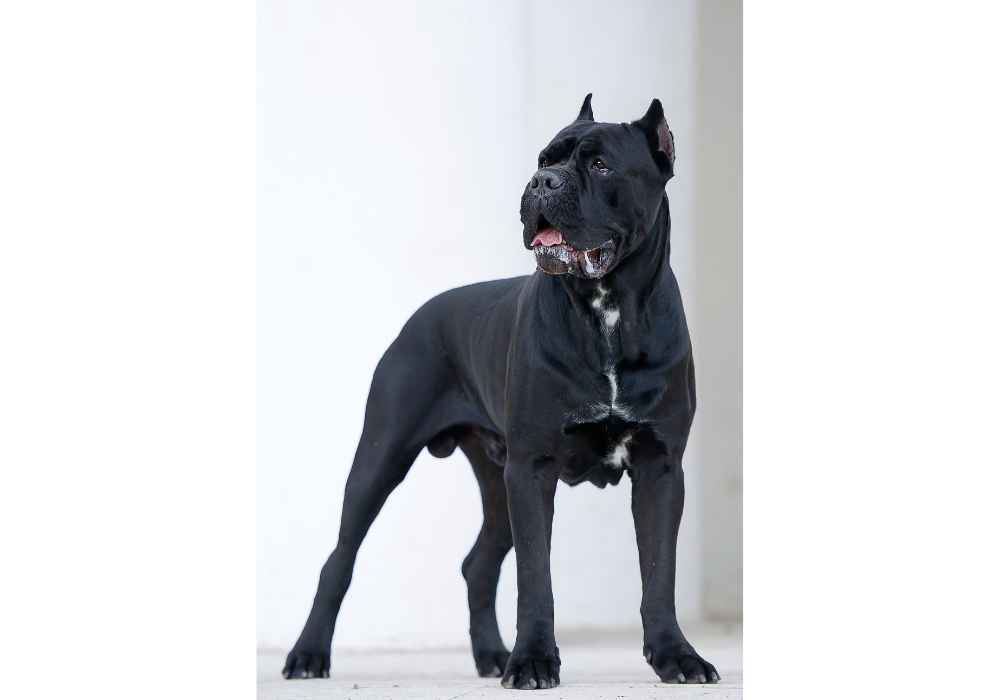 Cane Corso Dog