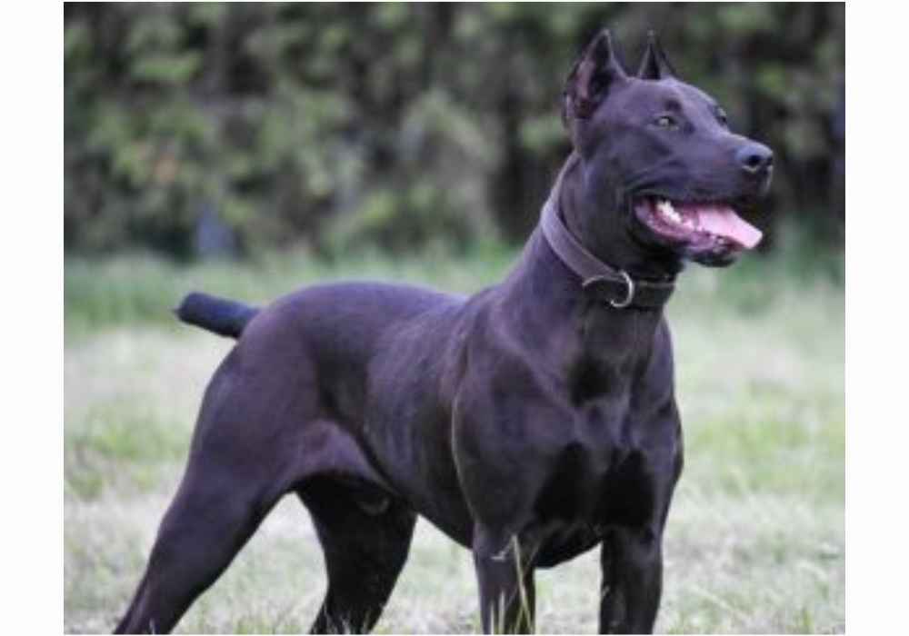 Canis Panther