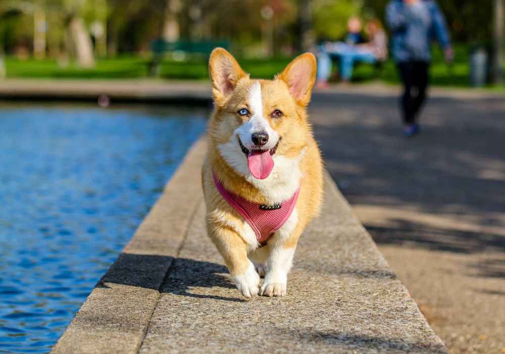 Cardigan Welsh Corgi