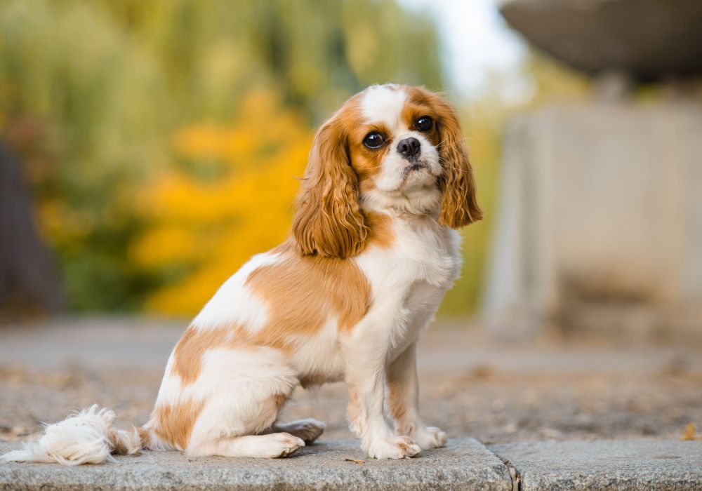 Cavalier King Charles Spaniel