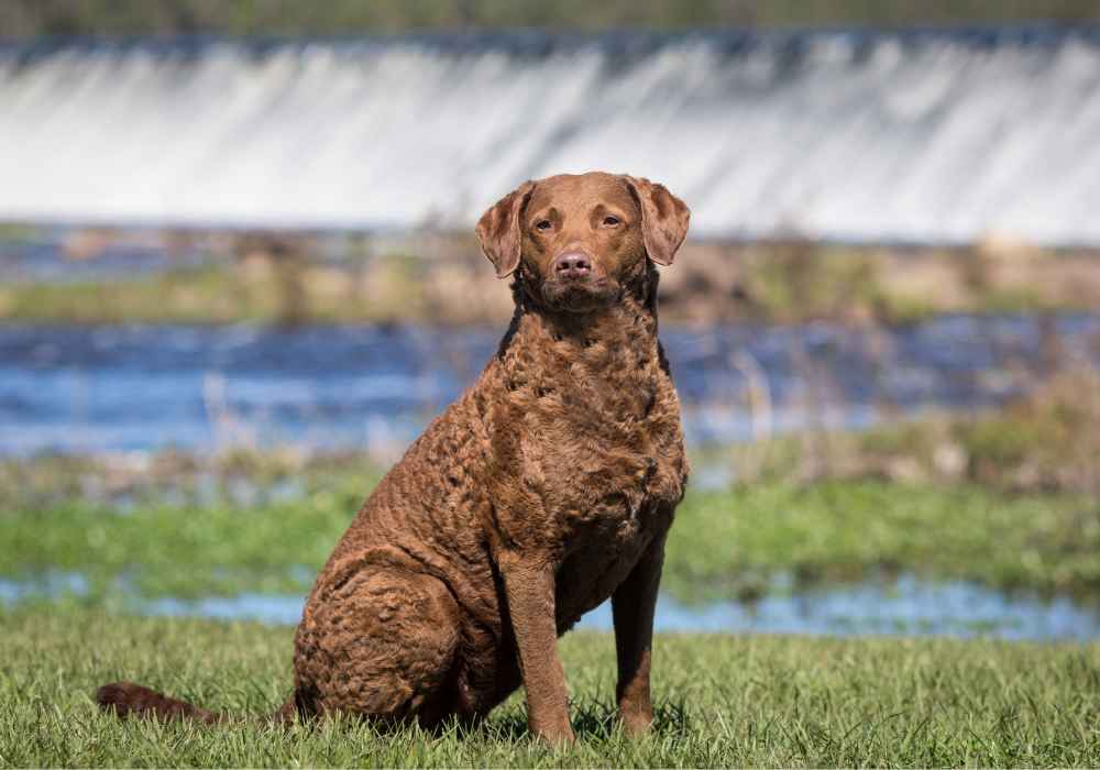 Chesapeake Bay Retriever