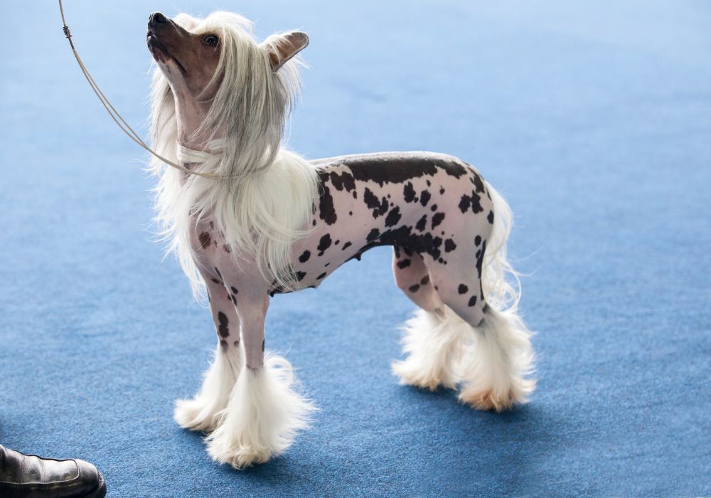 Chinese Crested