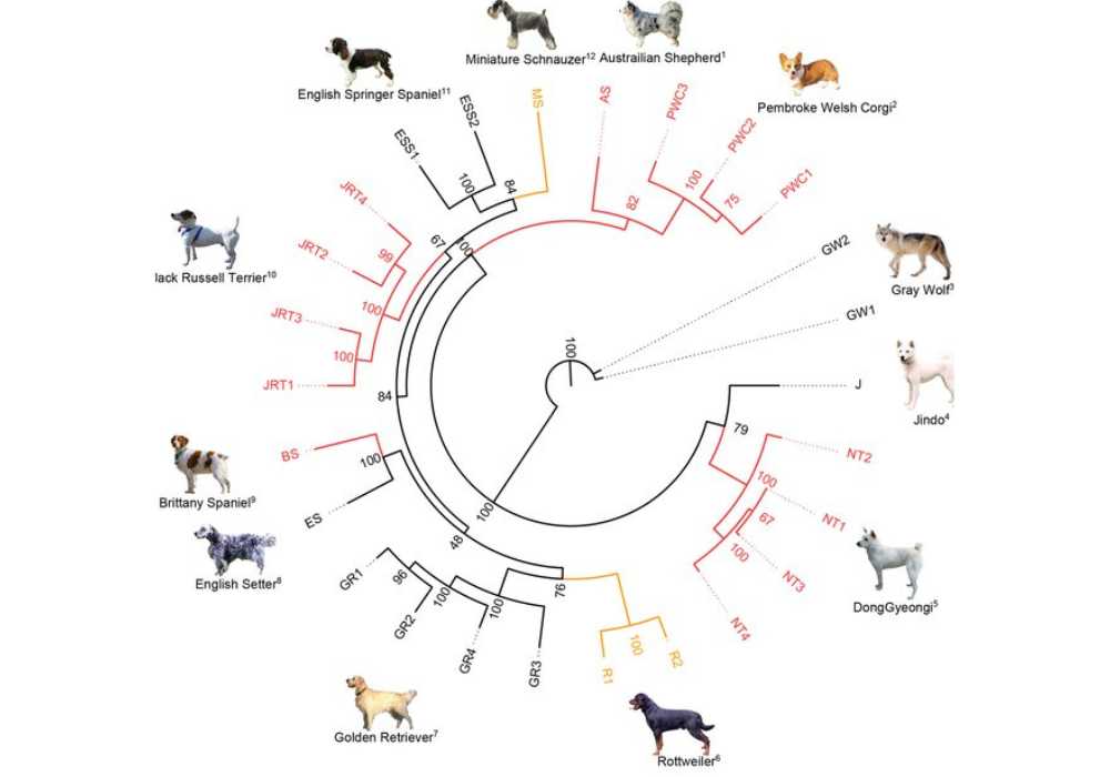 Exploring Types of Dog Breeds