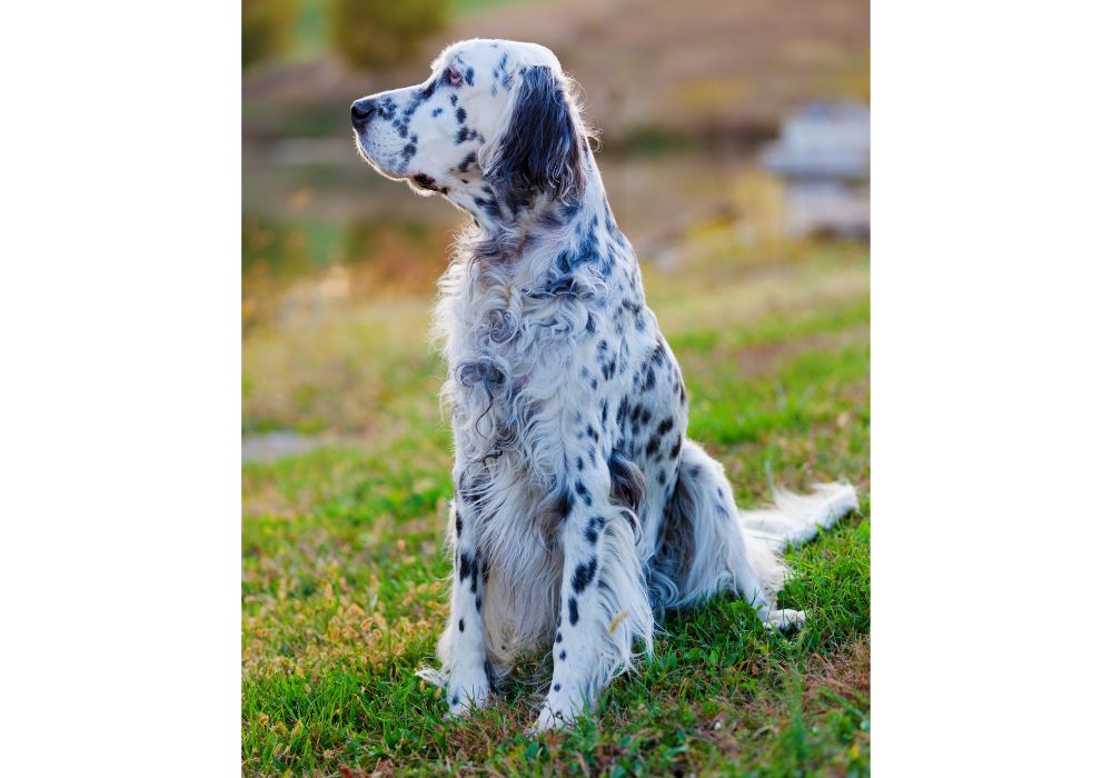 English Setter