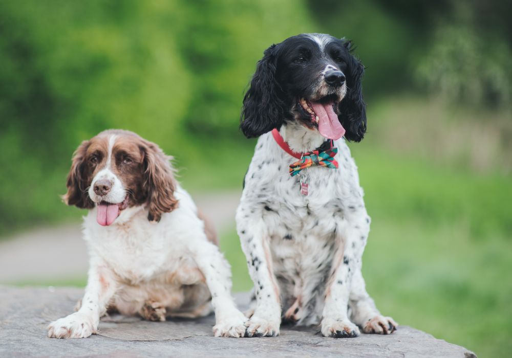 English Springer Spaniel