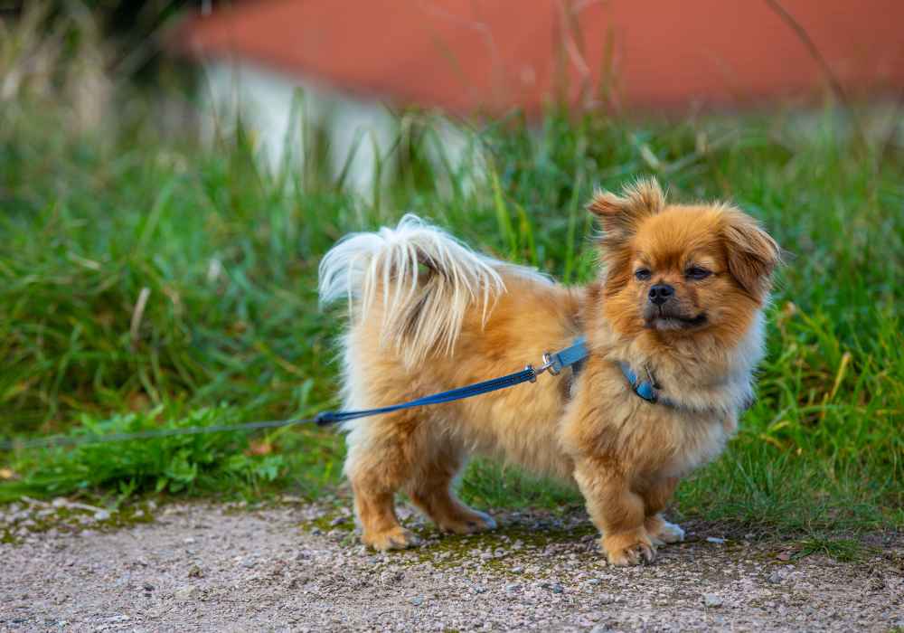 The Affenpinscher