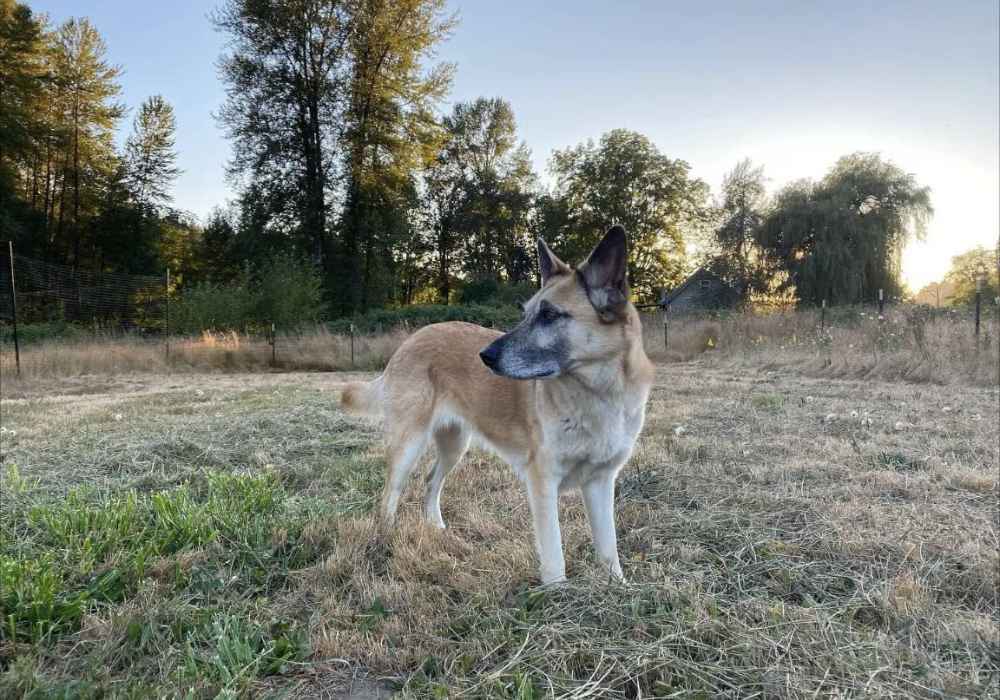 The Charming Chinook