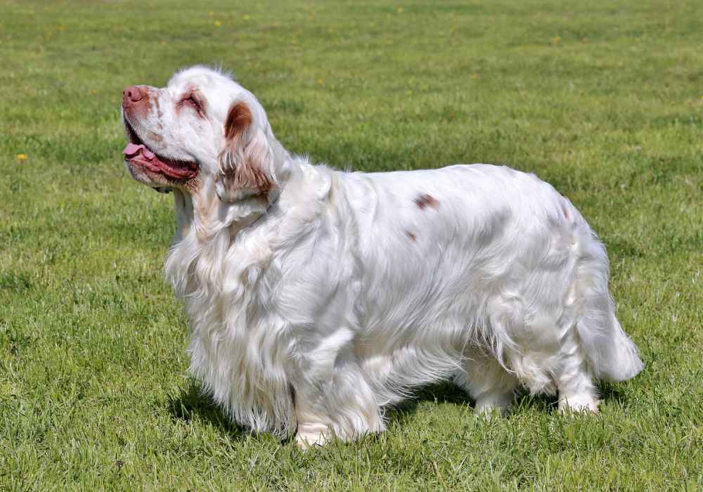 The Curious Case of the Clumber Spaniel