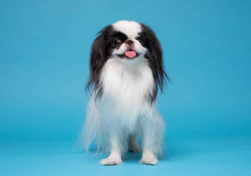 The Japanese Chin